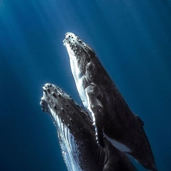 Seaspiracy Turned Me Vegetarian… Now What?