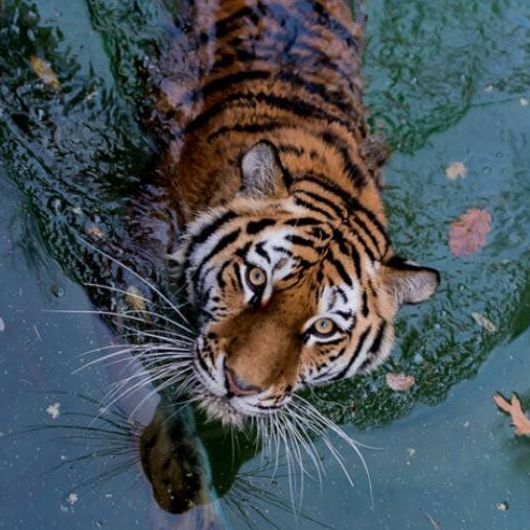 What The Lion King Can Teach Us About Sustainable Fashion